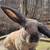 Flemish giant mix bunnies 24 thumbnail