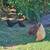 Chickens 8 thumbnail