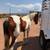3 year old paint mare 1 thumbnail