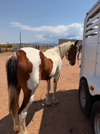 3 year old paint mare 1