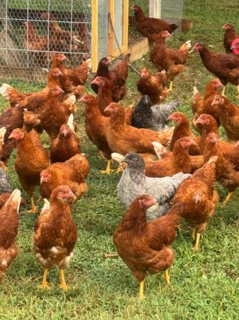 Young Hens 1