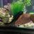 pleco/ fish 3 thumbnail