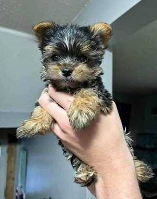 Yorkie           cachorros-registro (310 359 88FIVE1)63841744734977121