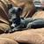 Rehoming 4 yr old terrier 2 thumbnail