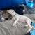 Neutered male feline 5 thumbnail