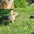 Mini schnauzer 6 thumbnail