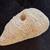 150 yr.old Unsinkable White Brain Coral 4 thumbnail