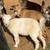 Pygmy Goats 3 thumbnail