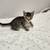 Kittens 12 thumbnail