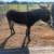Female Donkey-Mule 2 thumbnail