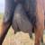 Milking goat and doeling 6 thumbnail