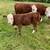 Miniature Hereford heifers for sale. 6 thumbnail