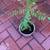 Curry leaf plant 1 thumbnail