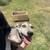 Catahoula/shepherd mix puppies 4 thumbnail