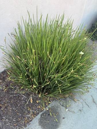 3 Free Lilly Shrubs 1