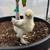 Silkie chicks available (chocolate/black mottled) 6 thumbnail