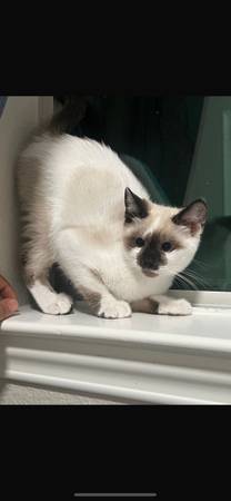 Kitten for free (Sugar Land)63859314215683121