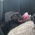 Puppy 2 thumbnail