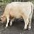 Beef Heifer 1 thumbnail