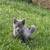 12 week old kittens 3 thumbnail