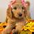 F1B small/medium Goldendoodles 2 thumbnail