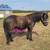 Broke gelding pony 1 thumbnail