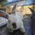 Rabbits 4 thumbnail