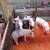 Feeder Pigs 1 thumbnail