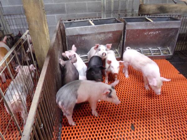 Feeder Pigs 1
