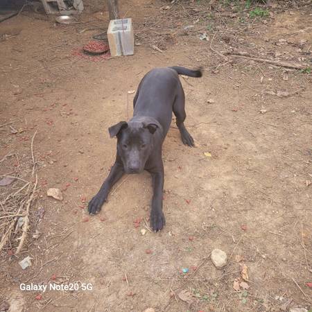 Lab Free to good home (Bulls Gap)63974941833347121