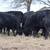 FANCY BLACK & BWF REPLACEMENT HEIFERS – GUARANTEED OPEN 3 thumbnail