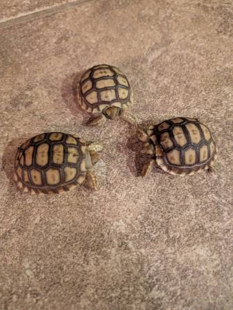 Tortuga - tortugas - Sulcata y Aldabra64018675059329120