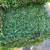 St Augustine Grass 2 thumbnail