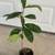 Sweet Loquat fruit tree Live Plant (枇杷) Nispero Pipa in 1 Gallon Pot 5 thumbnail