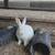 Bunnies 9 thumbnail