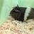 3 months old guinea pig 3 thumbnail