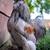 Friendly, beautiful young rooster looking for new home 4 thumbnail