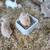 Lionhead Bunnies 4 thumbnail