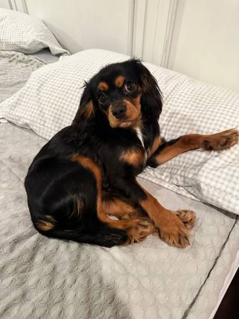 Cavalier King Charles Spaniel for rehoming (Caledonia)63625228671105124