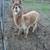 Alpaca 1 thumbnail