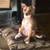2 Chihuahua mixed brother and sister free to good home 1 thumbnail