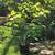 fig trees in pots 3 thumbnail