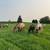ISO horses, ponies, minis 4 thumbnail