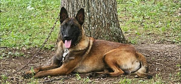 Cachorros de Malinois belga63655906992513124