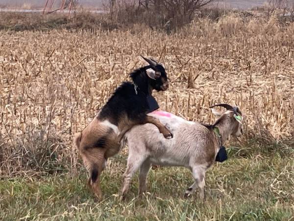 Meat goat starter kit 1