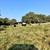 Group of Cows with a Pair 7 thumbnail