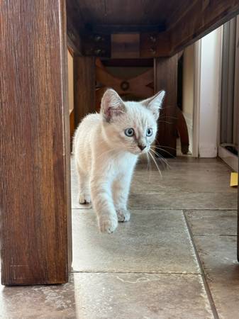 Gatito blanco macho (Fife)
