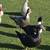 Muscovy hens 1 thumbnail
