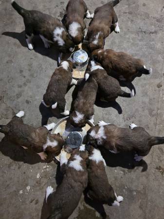 Saint Bernard Pups 1