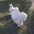 White Bearded Silkie Rooster 10 thumbnail
